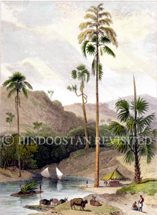 /data/Original Prints/Miscellaneous/THE TALIPAT TREE.jpg